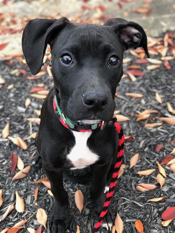 Homeless Animals Rescue Team - Twizzler.jpg